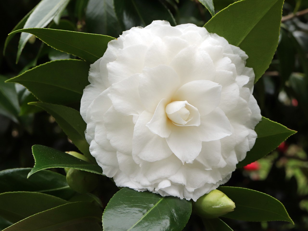 C. japonica 'Matterhorn'